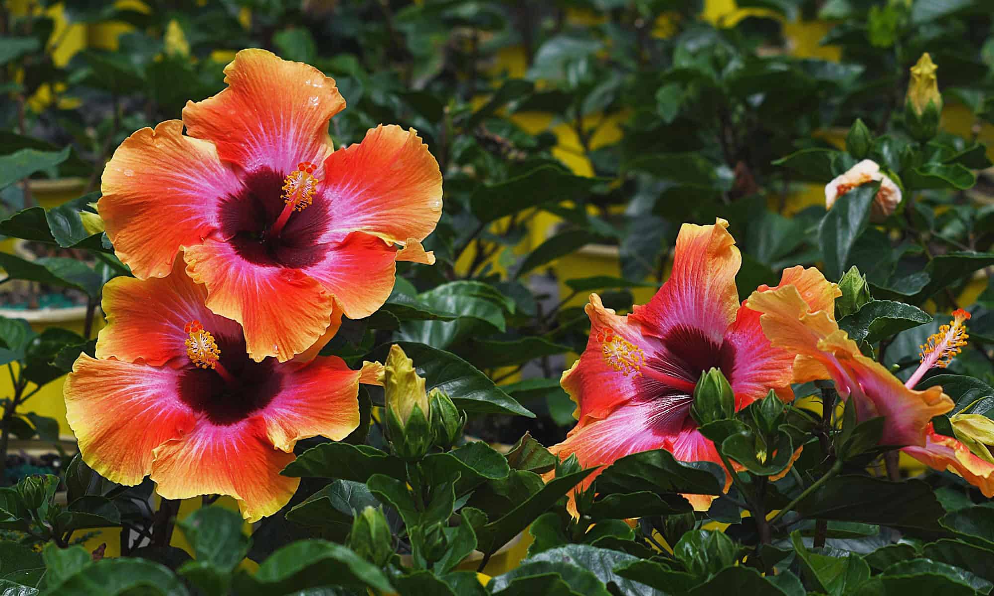 Florida’s Finest Tropical Paradise Delivered